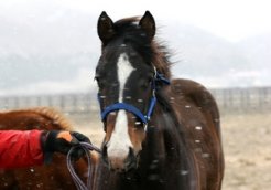 半弟の１歳馬（父グラスワンダー）