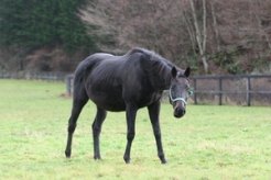 母のワンダーヘリテージは今年はアルデバランを受胎