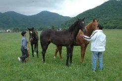 １歳の放牧馬と笹地さんと悦子さん