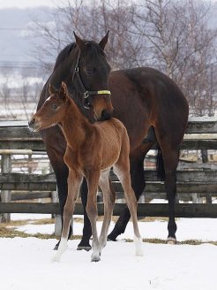 2冠馬メイショウサムソンの初仔