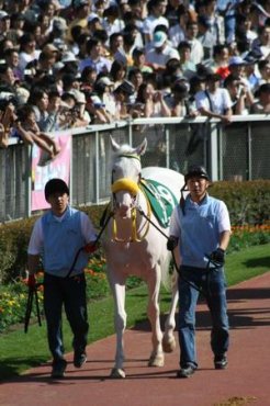 パドックでのユキちゃん