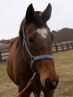 ダイワメジャーを受胎中の母ズーナクア