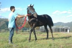 期待の半弟１歳（父ロージズインメイ）は中期育成を経て馴致・育成期間に入る～ノルマンディーファーム