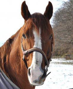 畠山牧場にて種牡馬生活を送っているシルクジャスティス