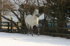 同馬の一番仔はアドマイヤムーンの初仔でもある