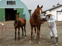 カノヤザミラクルとその当歳