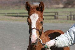 半弟の当歳馬（父ジャングルポケット）