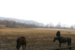 広い放牧地で春を待ちます