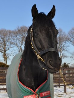 ブリーダーズスタリオンステーションで種牡馬生活をスタートしたスウィフトカレント