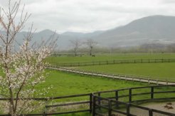 藤原牧場　満開の桜が咲く放牧地