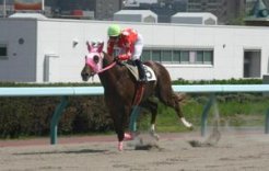 ２歳新種牡馬産駒で初勝利をあげたサクラシャイニー（サクラプレジデント産駒）