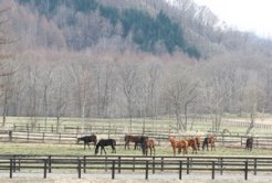 山々を見渡せる放牧地