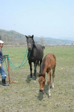 母ワンダーヘリテージと半弟の当歳（父オペラハウス）