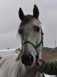 ミツアキ牧場にて種牡馬入りしたミツアキタービン