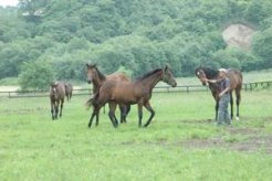 順一さんに寄って来る１歳馬たち