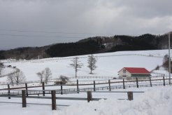 自然の起伏を利用した放牧地