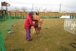 ポニー乗馬の様子