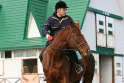 乗用馬として活躍しています