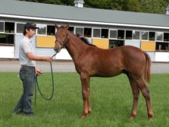 離乳間近、母レディミューズの当歳(牡　父キングカメハメハ)