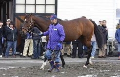 新種牡馬のアジュディミツオー