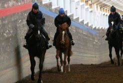 研修生の森田雄樹さんとJRA育成馬（中央・栗毛）