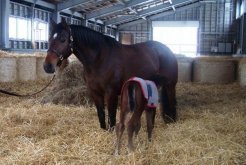 4日前に生まれた仔馬