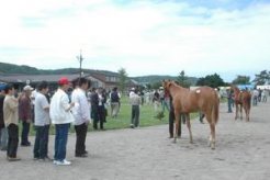 1歳馬の展示風景～写真の上場馬はマイネルモルゲンの半弟（父フレンチデピュティ）