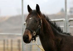 小倉３歳Ｓの勝ち馬リキセレナードの仔