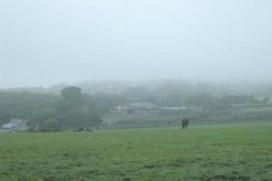 霧雨の藤沢牧場真歌分場