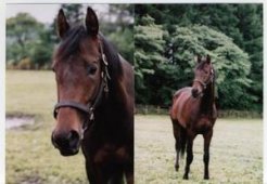 コスモバルク、シンガポールのGⅠ初制覇に喜びの声 | 馬産地ニュース | 競走馬のふるさと案内所