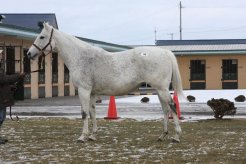 最高価格馬のマンデームスメ(父サンデーサイレンス)