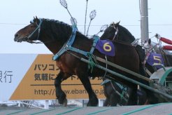 ばんえい記念を制したニシキダイジン