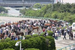 本馬場で行われた比較展示

