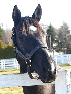 シックスセンス 馬 牧場 施設検索 競走馬のふるさと案内所