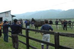 審査風景、展示馬は牡の部最優秀賞馬～松本牧場