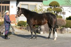 種牡馬らしいふっくらとした馬体になった