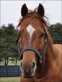 アロースタッドで種牡馬生活を送っているサウスヴィグラス