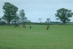 丘の上にある広々とした放牧地