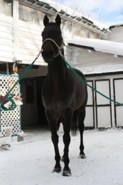 すずらん乗馬クラブに繋養されるドリームパスポート