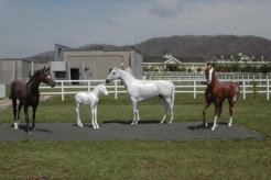 放牧地への通路の横にある馬像～左からキングヘイロー、幼駒、オグリキャップ、マヤノトップガン