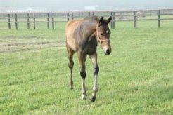 後継馬として活躍が期待されるラヴィールの当歳（父エアエミネム）