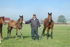 現在、血統後継馬として繁殖生活をおくる亡き母の妹ラヴィールと当歳