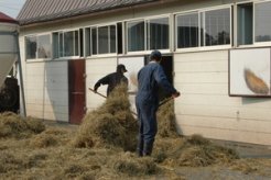 敷き藁の作業をする部員