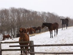 幾千世牧場にいる繁殖牝馬達