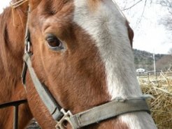 ：黙々と牧草を食べるのは同じですが、常に人目を気にしている様子のバンブーメモリー