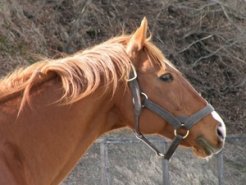 マサラッキ～浦河　日進牧場にて