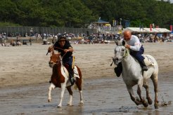 様々な品種の馬が登場します