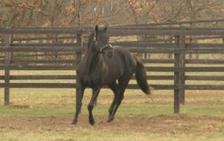 殊勲の父テイエムサンデー～日高軽種馬農協門別種馬場