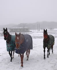 降雪の中でも放牧される馬