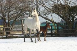 スプリングドリューと初仔の当歳～白老　習志野牧場　　